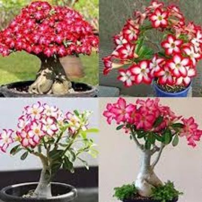 Picture of 5 Pcs Bonsai Multicolor Single Petal Adenium Obseum Seeds 
