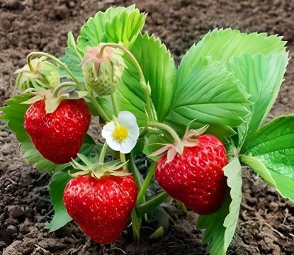 Picture of Red Strawberry Imported Global Seeds -30 pcs Seeds