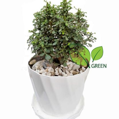 Picture of Table Kamini plant - Bonsai- semi Indoor Plant