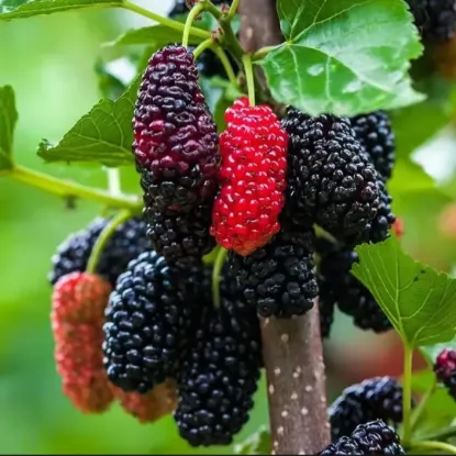 Picture of Red And Black Sweet Mulberry Seeds - 20+ Pcs Seeds