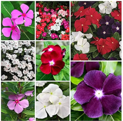 Picture of Rare Mixed colour Noyontara/Vinca Flower seeds - 20 pcs seeds
