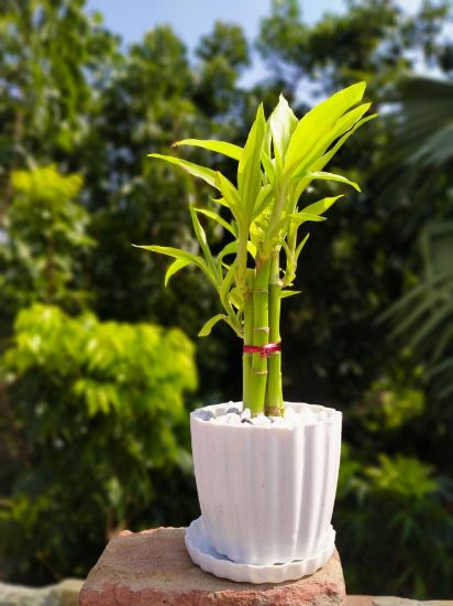 Picture of Lucky Bamboo plant design set 05 pcs plant