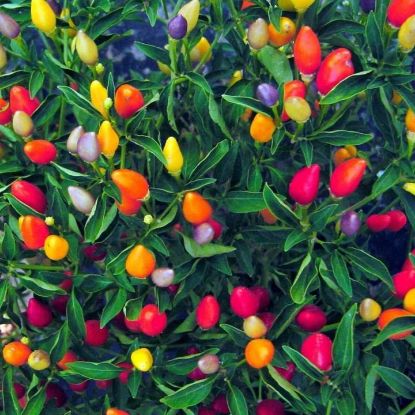 Picture of All Season Ornamental Chili Seeds - 20 Pcs Seeds