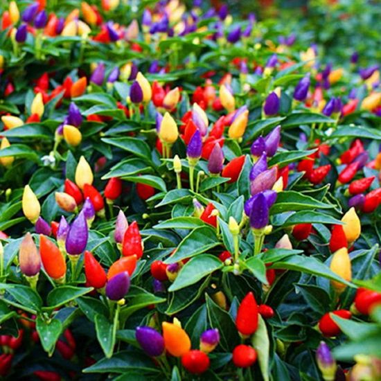 Picture of All Season Ornamental Chili Seeds - 20 Pcs Seeds