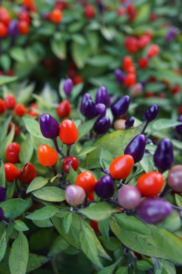 Picture of All Season Ornamental Chili Seeds - 20 Pcs Seeds