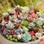 Picture of Rare Lithops Flores Succulent (Imported Seeds) - 15 Pcs Seeds