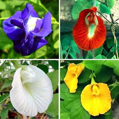 Picture of All Season mix Aparajita Flowers Hybrid Seeds 10 pcs