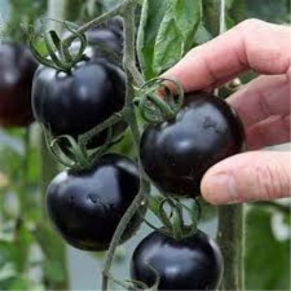Picture of 30 Pcs Global Black Cherry Tomato Seeds