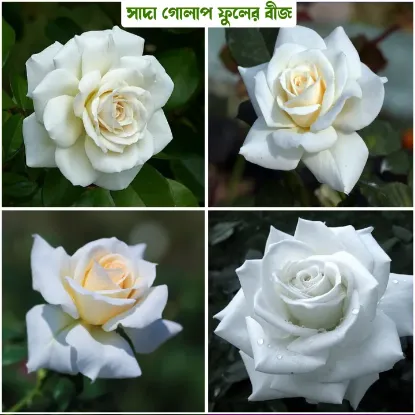 Picture of 30 Pcs White Color Roses Flower Seeds