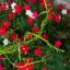 Picture of 10 pcs All Season mix 3 colour kunjo flower