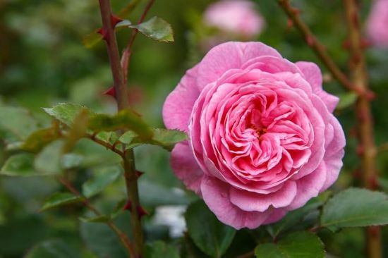 Picture of Natural Pink Juliet Roses Flower Seeds