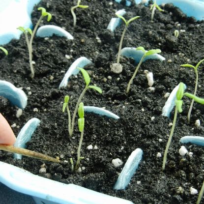 Picture of Sakata Heirloom Tomato Seeds (সাকাতা হিরলুম টমেটো বীজ)