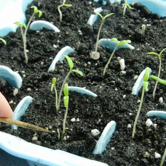 Picture of Sakata Heirloom Tomato Seeds (সাকাতা হিরলুম টমেটো বীজ)