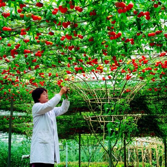 Picture of Sakata Heirloom Tomato Seeds (সাকাতা হিরলুম টমেটো বীজ)